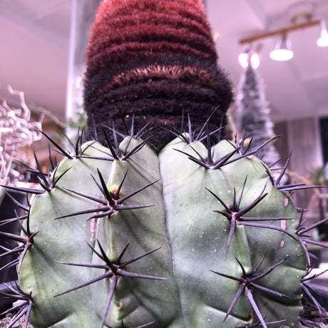 melocactus    SP