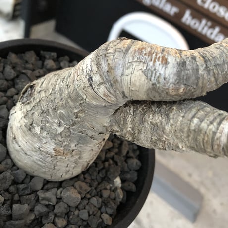 euphorbia  ramena《 XL size》※現地球発根後店主国内管理9年株※激希少驚愕bigラメナ‼︎クロスした枝振り＆ぼってり株元最高樹形※mad black bowl pot植え