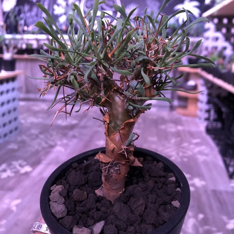 othonna   euphorbioides《M size》※幹上がり仕立てのバランス良き美株‼︎ ※mad black pot植え