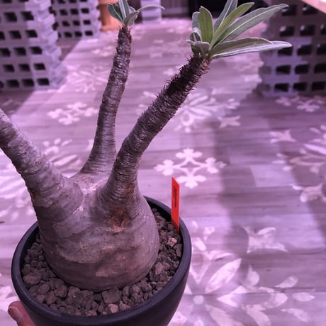 pachypodium  gracilius《L size》※現地球株発根済み株‼︎  （限定1株）球体balance良き、おすすめグラキリス※mad black bowl pot植え‼︎