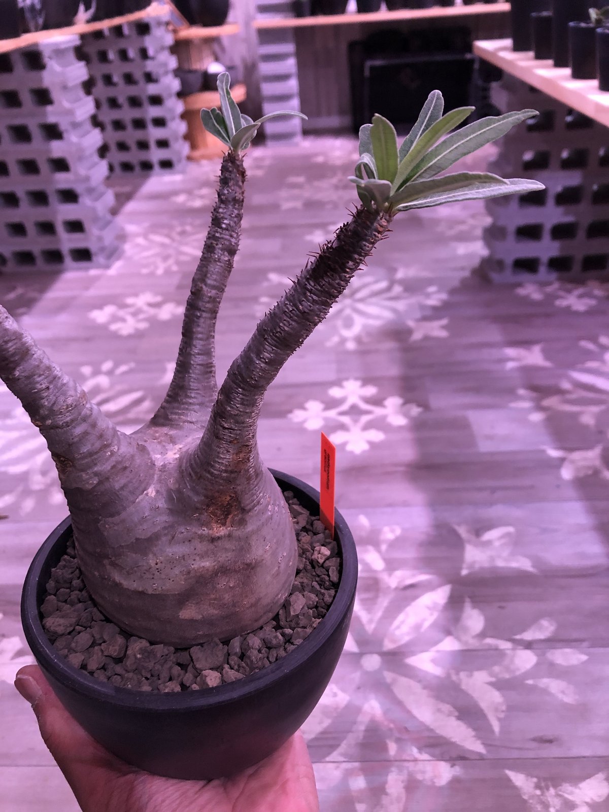 パキポディウム グラキリス Packypodium gracilius 現地株 ロ331「現地株」パキポディウム グラキリス XL 抜き苗【最新到着