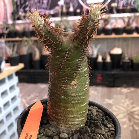 packypodium   makayense《大きめS size》※現地球発根済株※大変ハッキリとしたグリーン肌にマカイらしい赤棘株※mad black bowl pot植え