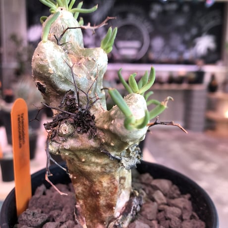 tylecodon   reticulatus《万物想》