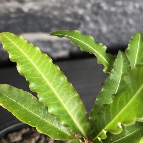euphorbia cremersii《 L size》※現地球発根後店主国内管理2年株※美しいギザギザ葉に綺麗な塊根とのcontrastが堪らない一株※mad black pot植え