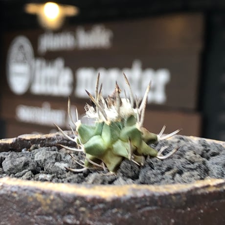turbinicarpus 白棘昇竜丸《S size》※現地球株カキ仔（斑入り）※激希少‼︎流通なき白棘昇竜丸の斑入り株のため鬼熱となりイキリ立った刀のような白棘と開花時も堪らない一株※信楽焼植え