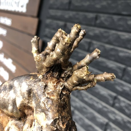 pachypodium bispinosum 《大きめM size》極希少‼︎激エグれ株※現地球発根後店主国内管理5年株※両A面な激しいエグれ生き様強き一株※mad black pot植え