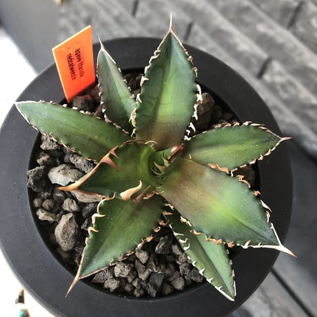 agave titanota redcatweezle 《小さめM size》※現地球発根後店主国内管理1年株※締まりも良くbalanceの取れた赤猫※mad black bowl pot植え