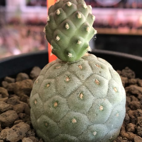 tephrocactus geometricus 《M size》※現地球株カキ仔発根済※②丸々とかわいく綺麗な玉型維持のカキ仔※black bowl pot植え