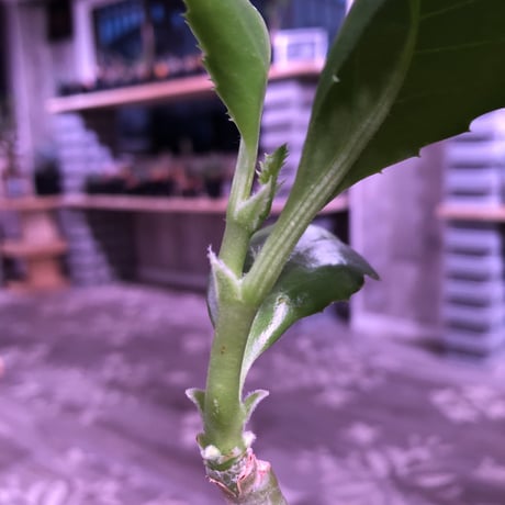 cyphostemma   juttae《M  size》