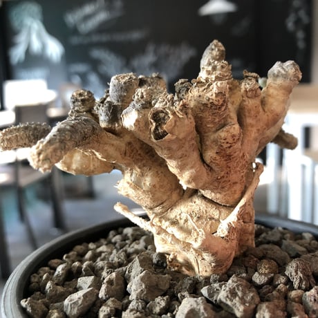 euphorbia suzannae marnierae《L size》激希少‼︎※美しすぎるオフホワイト肌に塊根部分の株元もbigな堪らない一株‼︎※mad black bowl pot植え