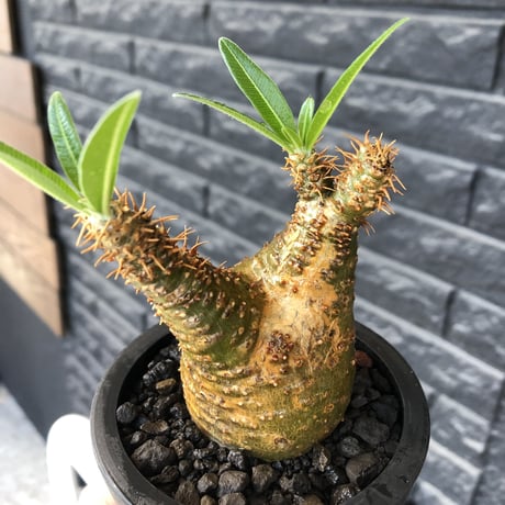 pachypodium gracilius《小さめ M size》希少green肌&二頭枝株※現地球発根後店主国内管理2年株※極グリーン肌のぼってり手乗りグラキ※mad black pot植え
