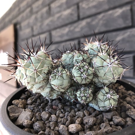 ortegocactus macdougallii《L size》※現地球発根後店主国内管理5年株※美しくもエグい群生極美株‼︎※mad black bowl pot植え