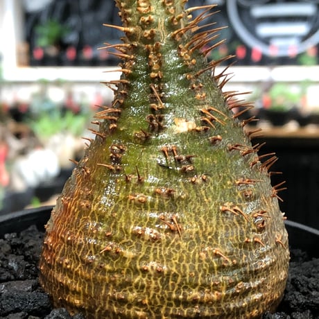 pachypodium gracilius《小さめM size》※現地球株発根済※とびきり球体感強きgreen肌で堪らなくかわいい一株‼︎※black bowl pot植え