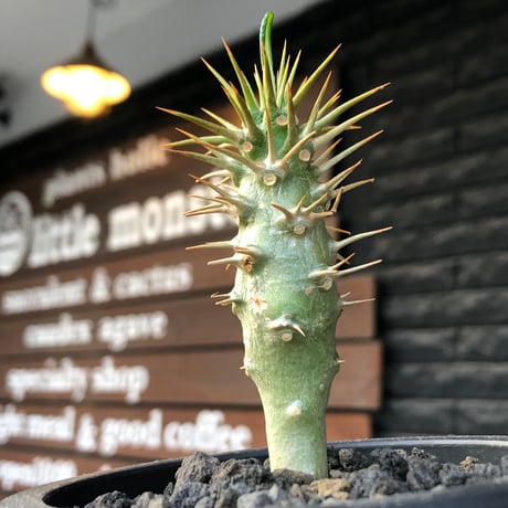 pachypodium  ambongense  littmon seed株《大きめS size》※希少高きアンボンゲンセ‼︎激オススメ株※black pot植え