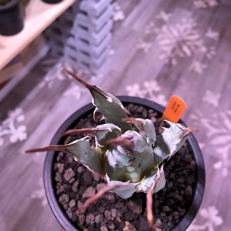 agave    utaensis  eborispina《M  size》