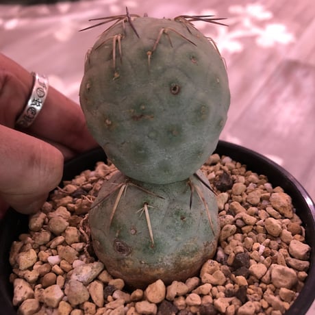 tephrocactus   geometricus《M size》
