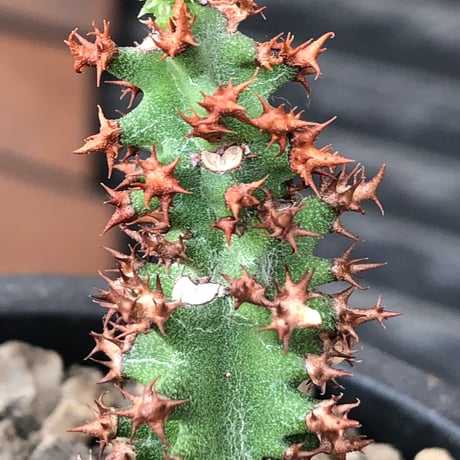 euphorbia magnifica《S size》※現地球株発根済※小振りコンパクトでかわいいながら枝ぶりなど今後の変化も楽しみな一株※black pot植え