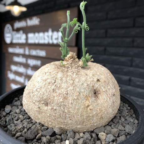 kedrostis africana《大きめL size》※現地球発根後店主国内管理2年株※大変ぼってりと丸い極美株‼︎雌雄異株型種‼︎※mad black bowl pot植え