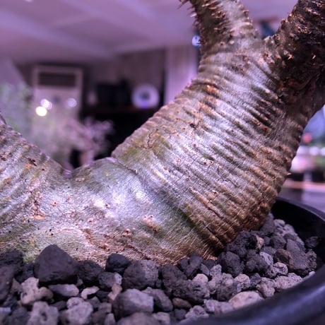 packypodium gracilius《大きめM size》W-he'd株※現地球発根済株※店主国内管理3年株※アシンメトリー且つ肌質＆colorも美しい一株※mad black pot植え
