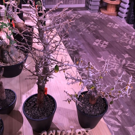 commiphora   simplicifolia《 M  size》発根済み株※silver枝棘がヤバいシンプリキフォリア‼︎※オススメ株‼︎※mad black pot植え※限定2株‼︎