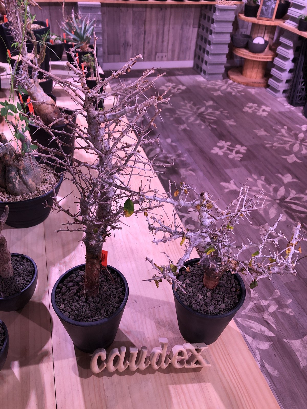 commiphora simplicifolia《 M size》発根済み株※silve