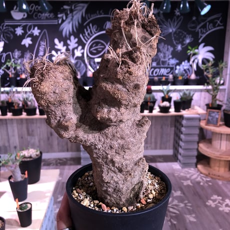 xerophyta   trichophylla《L size》 &《L L size》