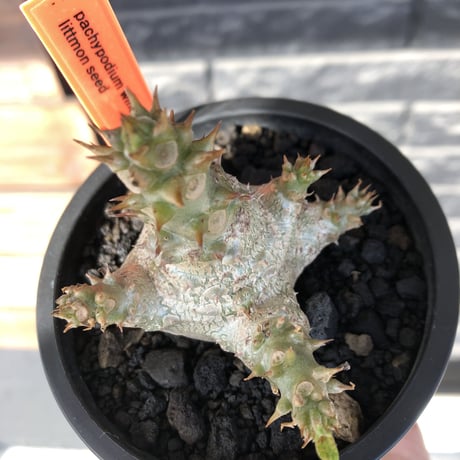 pachypodium windsorii《M size》※選抜littmon seed🌱※weight低き極ぼってり株元&枝振りも◎良樹形※mad black pot植え