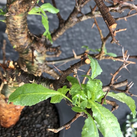 commiphora  eminii《L size》※現地球発根後店主国内管理3年株※渋く大変wildな棘&枝振りが堪らない良樹形な佇まい‼︎※mad black bowl pot植え