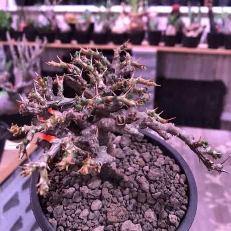 sarcocaulon  vanderietiae《L size》※現地球発根済株※サルコカウロン種‼︎夏型※店主国内管理4年株‼︎※wild枝振り良樹形※mad  black  pot植え