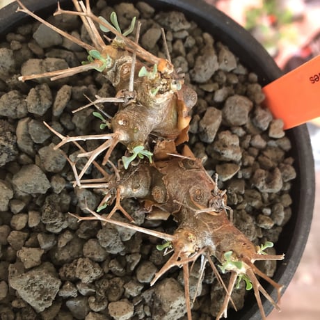 othonna   euphorbioides《S size》※現地球発根済株※小振り且つweight低き強棘な男前良樹形株※mad black bowl pot植え