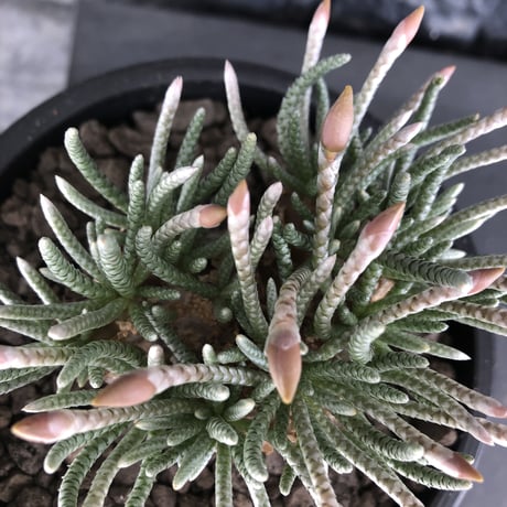 avonia  alstonii《XL size》※現地球発根後店主国内管理13年株※年代物且つ驚愕big株‼︎二度と手に入らないサイズ感‼︎ver.white花※ mad black pot植え