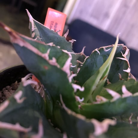 agave     titanota《S  size》from Europa  限定２株‼︎