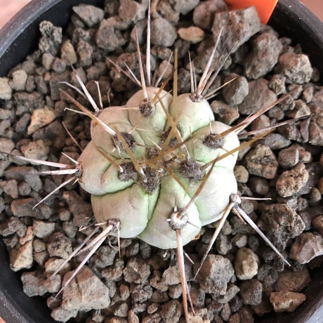 copiapoa   cinerea  長刺白棘黒王丸《小さめM size》激希少‼︎※現地球株カキ仔自根株‼︎※mad black bowl pot植え