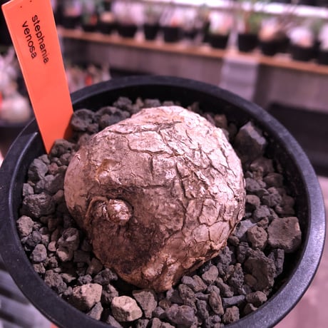stephania venosa 《小さめM size》※現地球発根済株※恐竜の🥚卵みたくひび割れた味深き表皮にかわいいツル型の葉を展開‼︎※mad black pot植え