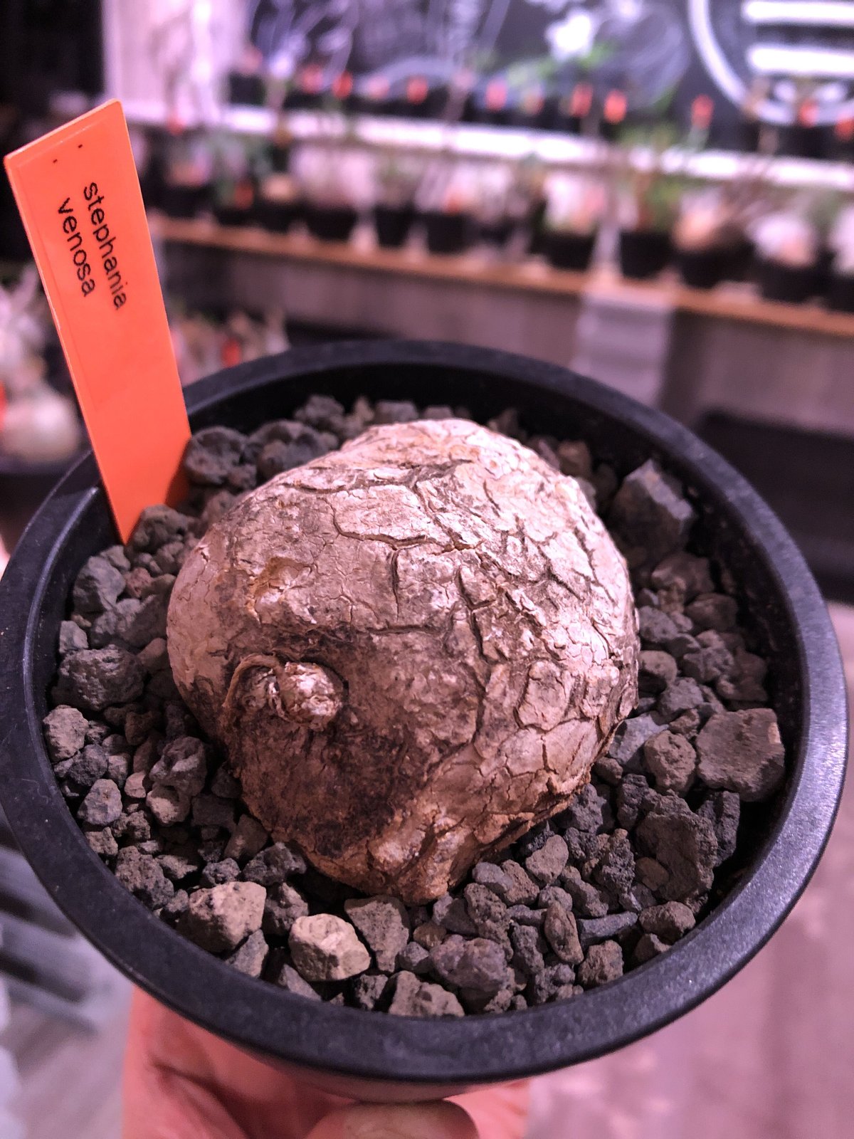 Stephania venosa 250511 輸入株発根済 Stephania venosa 250511 輸入株発根済