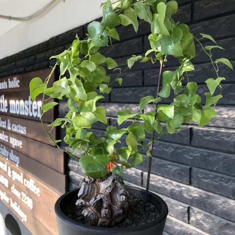 dioscorea elephantipes アフリカ亀甲竜《小さめM size》※現地球発根後店主国内管理3年株※compactながら堀が深くゴツゴツ感強き一株※mad black pot植え