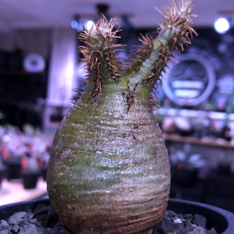 packypodium  gracilius《S size》激希少‼︎極green肌※現地球発根済株※怖いほど濃くはっきりとしたgreen-color肌なまん丸グラキ※mad black pot植え