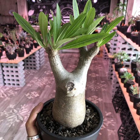 packypodium  inopinatum《M size》発根済み株‼︎  店主管理国内3年株