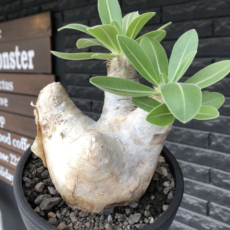 pachypodium  eburneum《L size》※現地球株発根済※メクれ上がった味深き表皮に美しい白肌とのコントラストが堪らない‼︎※mad black bowl pot植え