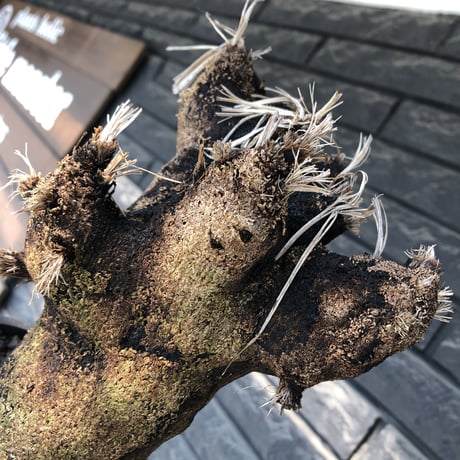 xerophyta trichophylla《S size》※現地球発根後店主国内管理2年株※驚愕強靭株※株元太めな一株※mad black pot植え