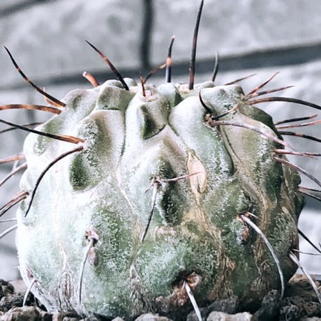 copiapoa cinerea ver.dealbata《M size》※現地球発根後店主国内管理8年株※上質黒士冠‼︎長い黒棘にwild肌質が堪らない※mad black bowl pot植え