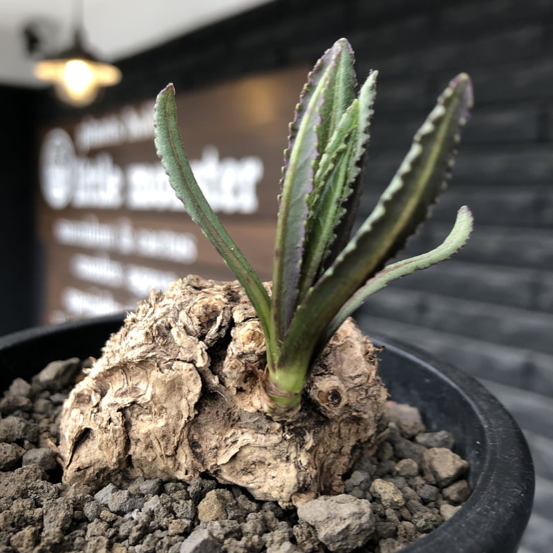 その他観葉植物 BEBE kleinia fulgens《LL size 》希少種※現地球株発根済※大きな岩か