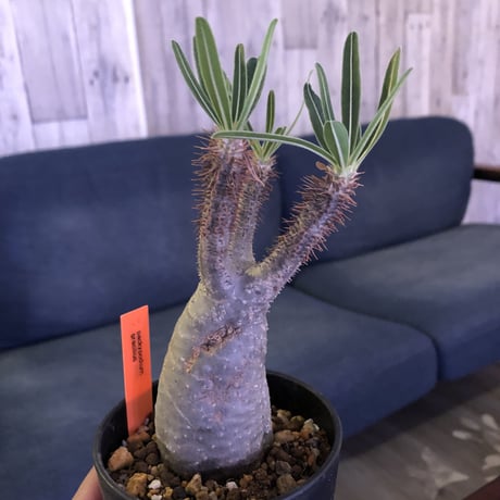 packypodium  gracilius（S size）発根済み株‼︎