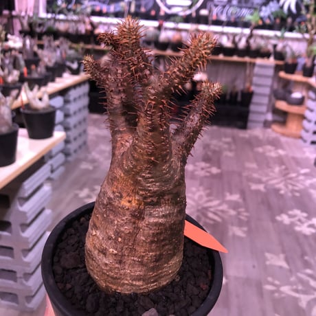 packypodium  gracilius《M  size》※現地球発根済株‼︎※丁度新芽もお目覚めのbalance&サイズ感良き若干茶肌のグラキリス※mad black pot植え