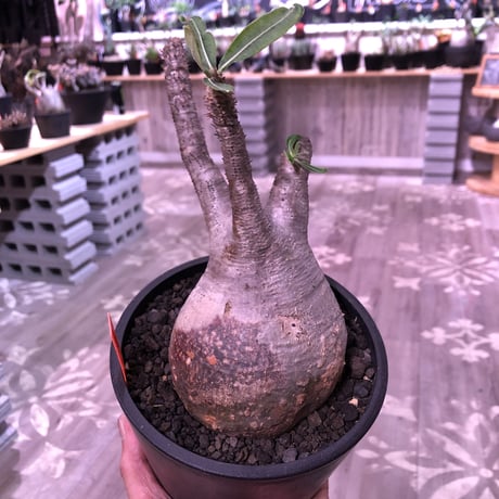 packypodium  gracilius《大きめM size》※現地球発根済み株‼︎ ※短枝で大きなでっぷりトトロ体型が愛くるしいグラキ※mad black pot植え