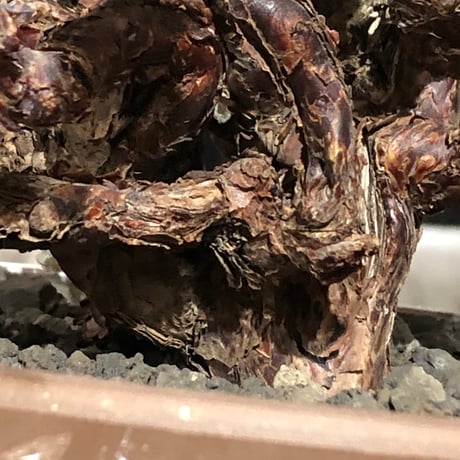 pelargonium  mirabile《XL size》※現地球大株発根済※主幹太く幹上がりで厳つく何より枝振りの密度も最高な一株※brown marble bowl pot植え