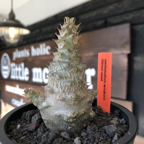 pachypodium windsorii《M size》※選抜littmon seed🌱※weight低き極ぼってり株元な良樹形※mad black pot植え