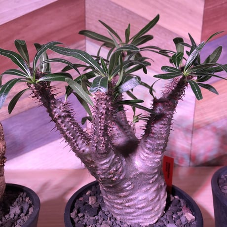 packypodium  gracilius《M size》※現地球発根済み株‼︎  （限定1株）筋筋とボコボコを主張する枝振り激しいwildグラキ‼︎ ※mad black pot植え