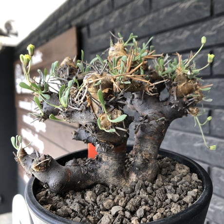 othonna  euphorbioides《L L size》※現地球発根後店主国内管理4年株※大きくどっしり構えの良balance樹形※mad black pot植え