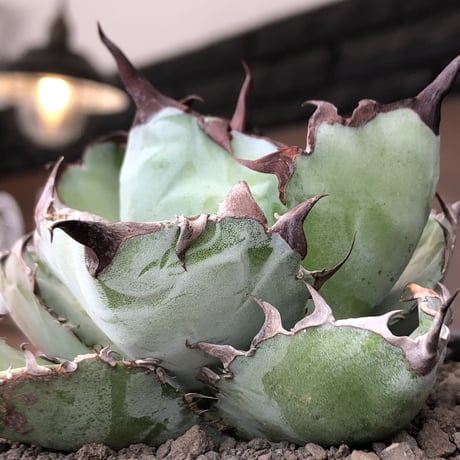 agave titanota black&blue 強棘《M size》選抜株※現地球株発根済※極めて纏まり締まり良き厳つさが堪らないワイルド株※mad black pot植え